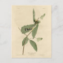 Buscar pájaros negros postales Ilustracion