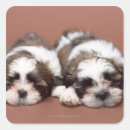 Buscar shih tzu pegatinas Animal