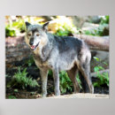 Buscar lobo gris posters Lobos