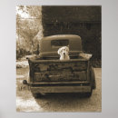 Buscar labrador amarillo posters Animales