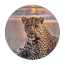 Buscar leopardo tablas cortar Vida silvestre
