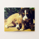 Buscar grande gatos puzzles Cachorro