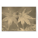 Buscar hoja de arce fotografía Follaje