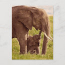 Buscar elefante del bebé postales Animales