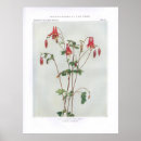 Buscar columbine posters Naturaleza