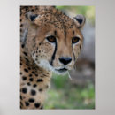 Buscar gato curioso posters Animal