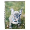 Buscar animales domésticos libretas Bulldog francés
