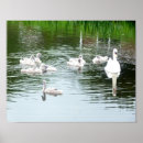 Buscar cisnes posters Pájaros