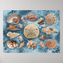Buscar coral y azul posters Naturaleza