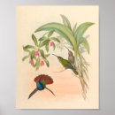 Buscar colibrí azul posters Flores