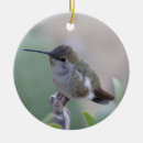 Buscar colibri adornos Naturaleza
