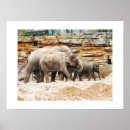Buscar familia elefante posters Vida silvestre