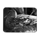 Buscar pájaro blanco y negro imanes Pato