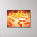 Buscar bacteriología arte Biología
