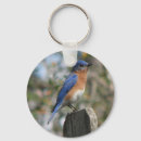 Buscar bluebird llaveros Pájaros