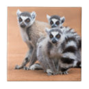 Buscar lemur azulejos Vida silvestre