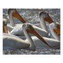 Buscar pelícanos blancos posters Naturaleza