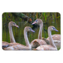 Buscar cisnes imanes Natación