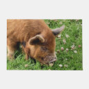 Buscar cerdos felpudos General y unisex