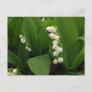 Buscar lirios de pascua blancos postales Primavera