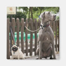 Buscar great dane imanes El sentarse