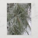 Buscar planta de hielo postales Naturaleza