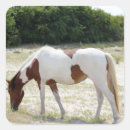 Buscar assateague Playa