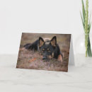 Buscar animales tarjetas Canino