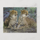 Buscar jaguar postales Gato