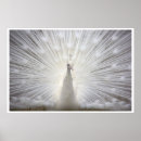 Buscar pavo real blanco posters Naturaleza