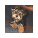 Buscar yorkshire terrier arte Puppy