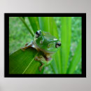 Buscar rana verde posters Ranas