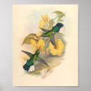 Buscar colibríes posters Flores