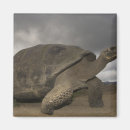 Buscar ecuador imanes Tortuga gigante
