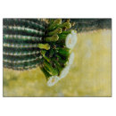 Buscar saguaro tablas cortar Naturaleza