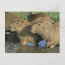 Buscar capybara postales Capibara
