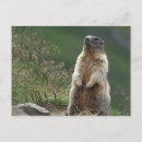 Buscar marmot postales Marmota alpina