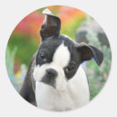 Buscar cabeza de perro pegatinas Cachorro