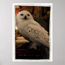Buscar harry potter posters Hedwig