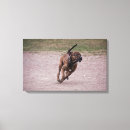 Buscar amstaff arte Perro