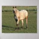 Buscar del pie posters Equino