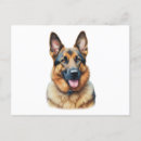 Buscar pastores postales Amante del perro