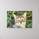 Buscar gitano lienzos Gatito