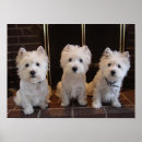 Buscar west highland terrier arte Dog
