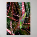 Buscar gecko posters Hawaii
