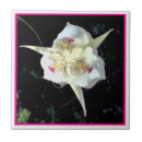 Buscar madera blanca azulejos Floral