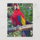 Buscar macaw tarjetas e invitaciones Escarlata
