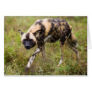 Buscar perro salvaje africano postales Día