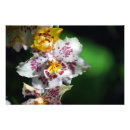 Buscar orquídea amarilla posters Planta