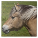 Buscar fiordo azulejos Caballo